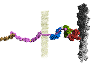 Integration of cadherin adhesion and cytoskeleton at adherens junctions