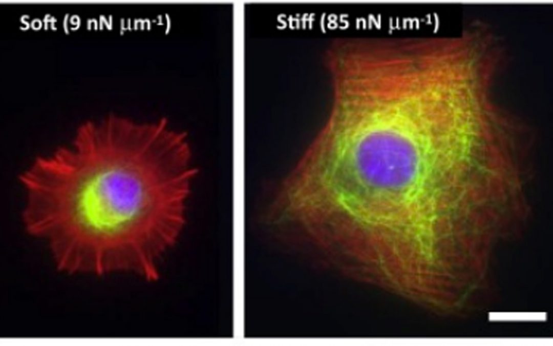 Front-Rear Polarization by Mechanical Cues: From Single Cells to Tissues