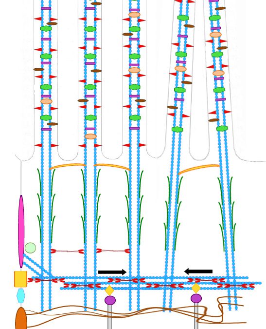 Plasticity of the brush border - the yin and yang of intestinal homeostasis