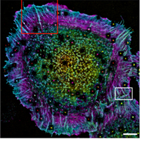 Nanoscale architecture of cadherin-based cell adhesions