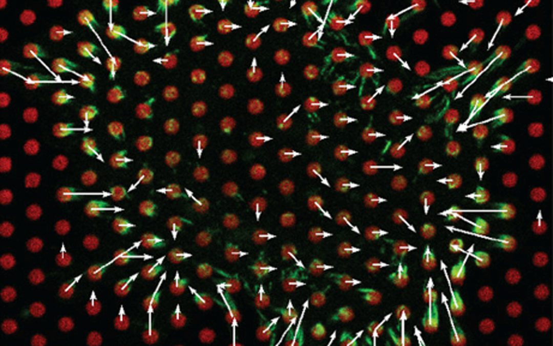 Coordination between Intra and Extracellular Forces Regulates Focal Adhesion Dynamics