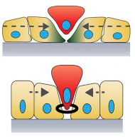 Epithelial Cell Packing Induces Distinct Modes of Cell Extrusions