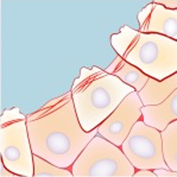 Mechanics of epithelial tissues during gap closure