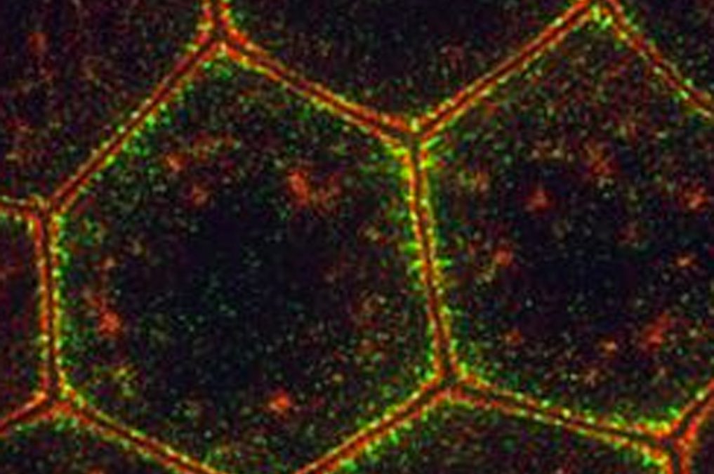 Remodeling the zonula adherens in response to tension and the role of afadin in this response