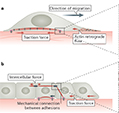 Mechanobiology of collective cell behaviours