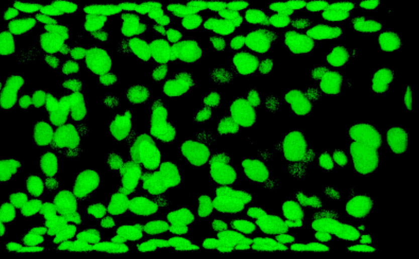 Emergent patterns of collective cell migration under tubular confinement