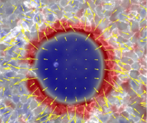 Active superelasticity in three-dimensional epithelia of controlled shape