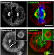 Spindle pole cohesion requires glycosylation-mediated localization of NuMA