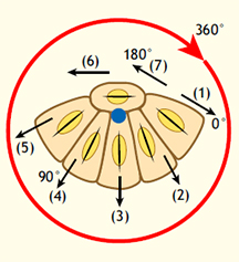Mechanical forces in cell monolayers