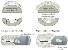 Material approaches to active tissue mechanics