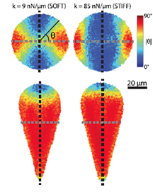 Cell shape and substrate stiffness drive actin-based cell polarity