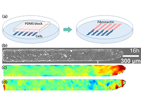 Influence of proliferation on the motions of epithelial monolayers invading adherent strips