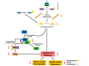 FBXW5 Promotes Tumorigenesis and Metastasis in Gastric Cancer via Activation of the FAK-Src Signaling Pathway