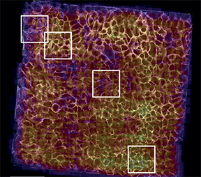 Sustained Oscillations of Epithelial Cell Sheets