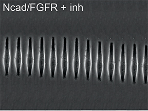 Enhanced cell-cell contact stability and decreased N-cadherin-mediated migration upon fibroblast growth factor receptor-N-cadherin cross talk