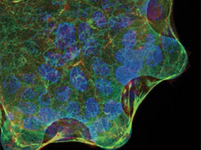 Large-scale curvature sensing by directional actin flow drives cellular migration mode switching