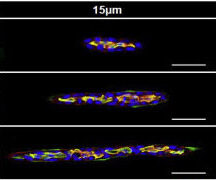 Micropattern-based platform as a physiologically relevant model to study epithelial morphogenesis and nephrotoxicity