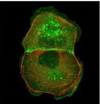 Myosin II isoforms play distinct roles in adherens junction biogenesis