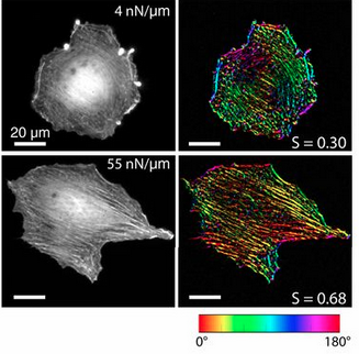 Cell response to substrate rigidity is regulated by active and passive cytoskeletal stress