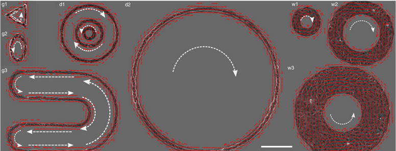 The role of single-cell mechanical behaviour and polarity in driving collective cell migration