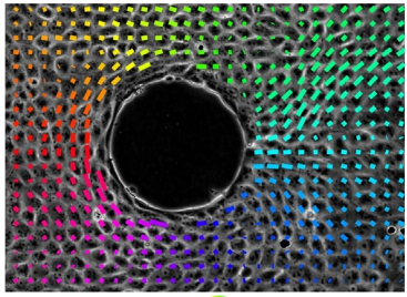 Migrating Epithelial Monolayer Flows Like a Maxwell Viscoelastic Liquid