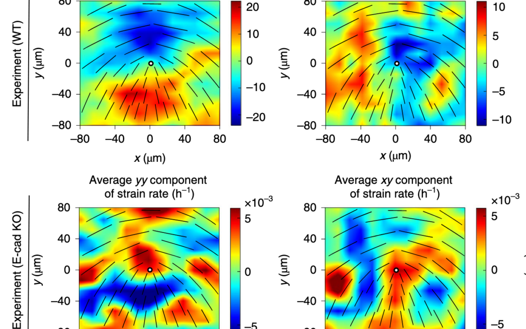 Investigating the nature of active forces in tissues reveals how contractile cells can form extensile monolayers