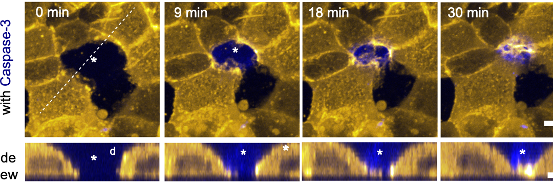 Adhesion-mediated heterogeneous actin organization governs apoptotic cell extrusion