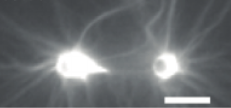 Direct measurement of near-nano-Newton forces developed by self-organizing actomyosin fibers bound α-catenin