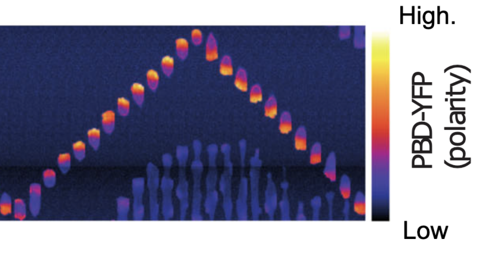 Cell migration guided by long-lived spatial memory