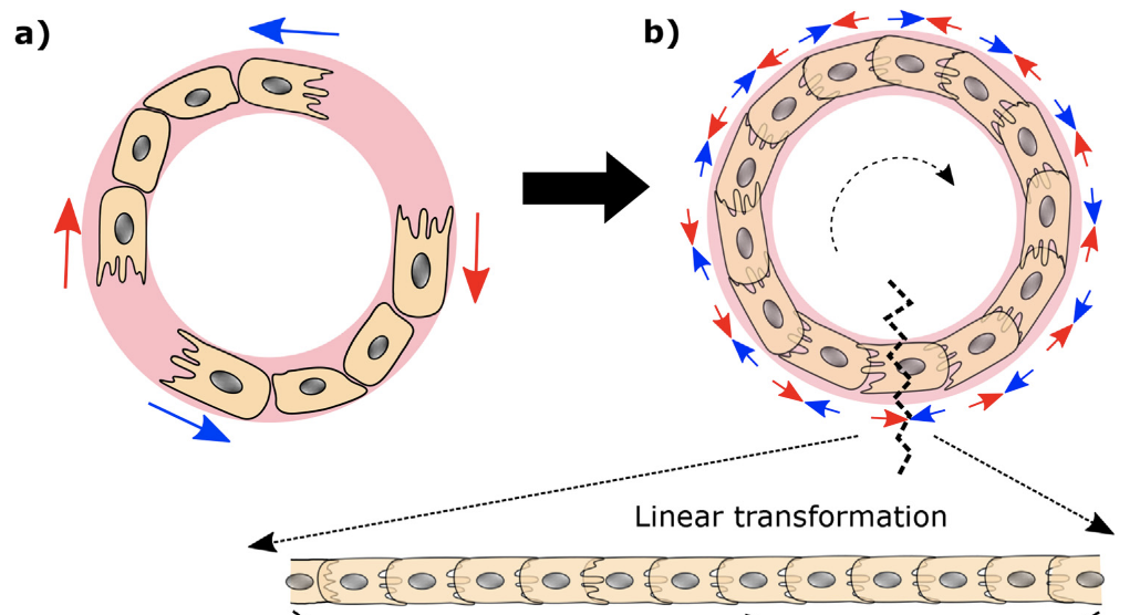 Mechanical plasticity in collective cell migration