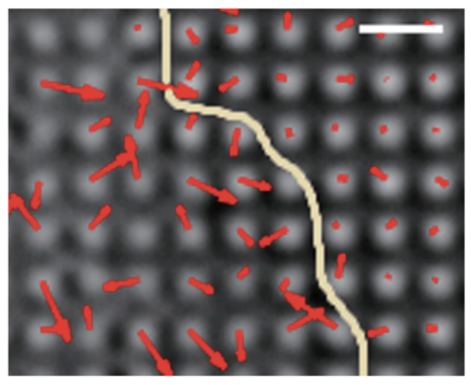 Local contractions regulate E-cadherin rigidity sensing