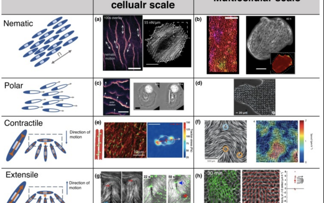 Active nematics across scales from cytoskeleton organization to tissue morphogenesis