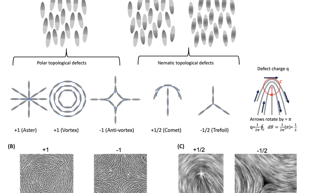 Physics of liquid crystals in cell biology