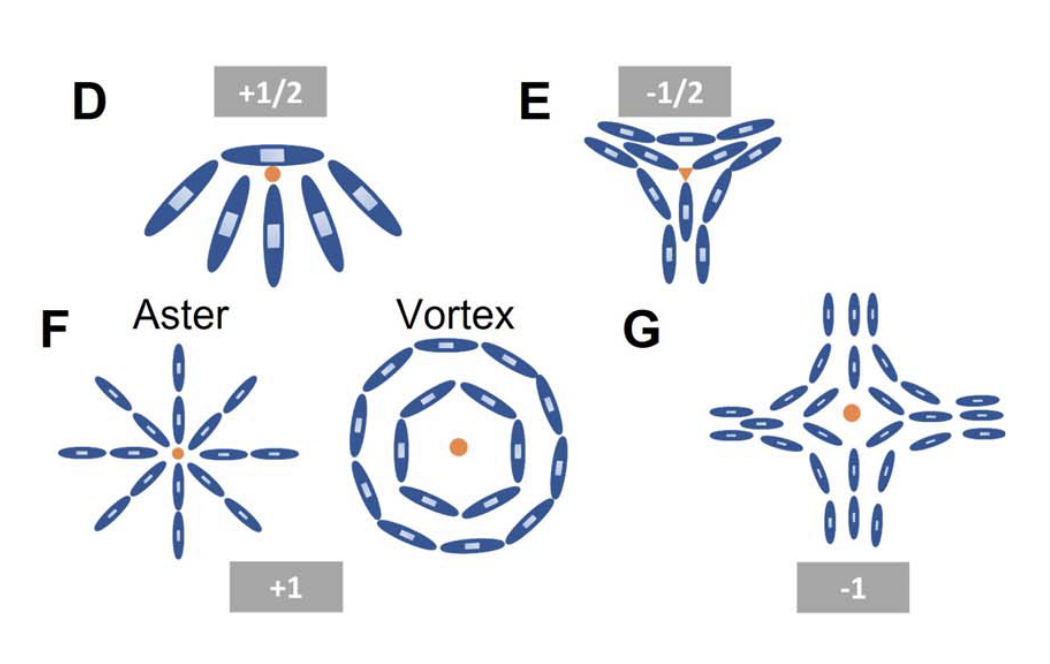 Active forces modulate collective behaviour and cellular organization