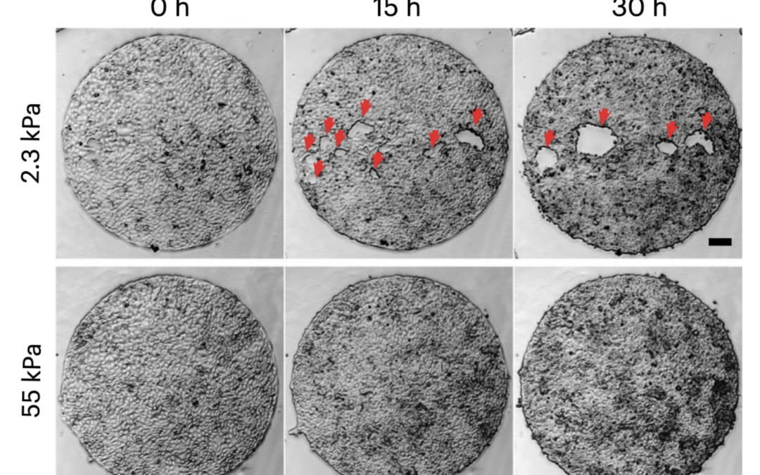 Mechanical stress driven by rigidity sensing governs epithelial stability