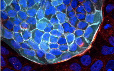 Postdoc offer on cell and tissue mechanics