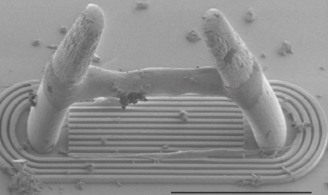 Bioengineering a miniaturized in vitro 3D myotube contraction monitoring chip to model muscular dystrophies