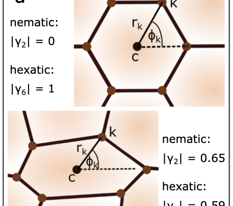 Hexanematic crossover in epithelial monolayers depends on cell adhesion and cell density