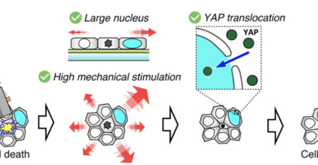 Inhomogeneous mechanotransduction defines the spatial pattern of apoptosis-induced compensatory proliferation